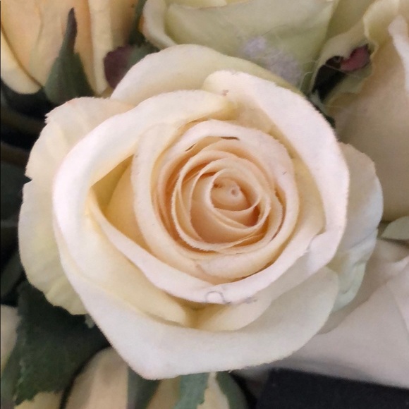 Meet your Posher, Bo - Picture 1 of 1